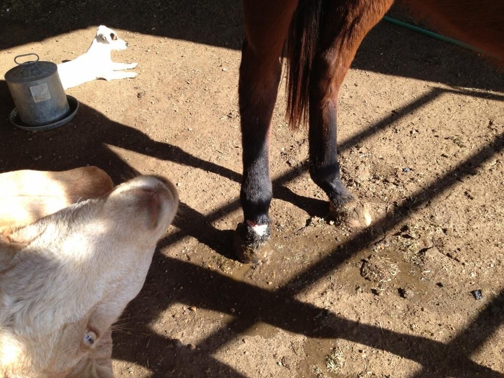 Pastern Injury On Filly **Graphic Photos** The Horse Forum